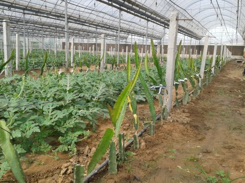 中国海门 火龙果落户常乐农业园区