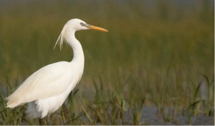 江海筑暖巢 百鸟赴春约｜海门绘就人鸟和谐生态画卷810.png