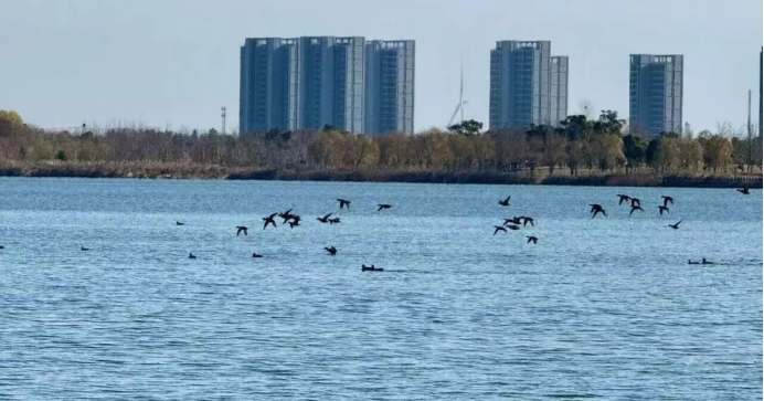 江海筑暖巢 百鸟赴春约｜海门绘就人鸟和谐生态画卷1257.png