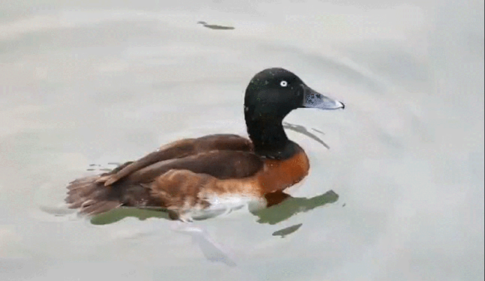 江海筑暖巢 百鸟赴春约｜海门绘就人鸟和谐生态画卷759.png