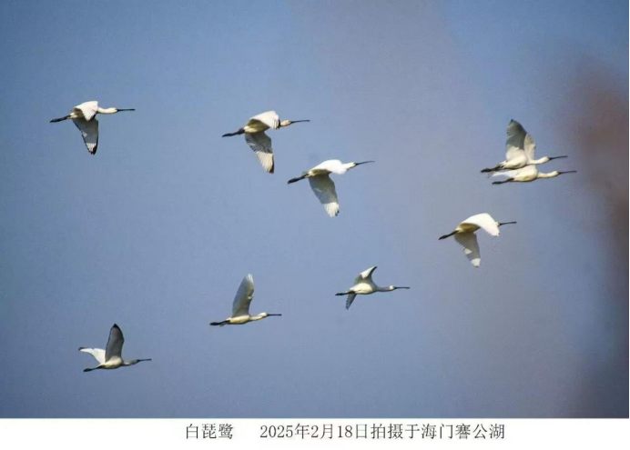 江海筑暖巢 百鸟赴春约｜海门绘就人鸟和谐生态画卷406.png