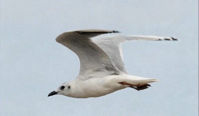 江海筑暖巢 百鸟赴春约｜海门绘就人鸟和谐生态画卷844.png
