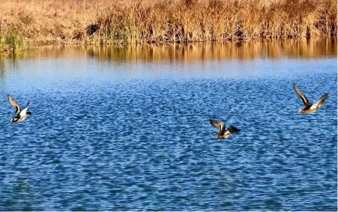 江海筑暖巢 百鸟赴春约｜海门绘就人鸟和谐生态画卷1005.png